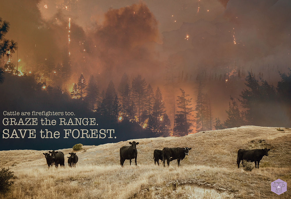 This is an image of cattle grazing range land while a fire burns in the trees and hills behind them.